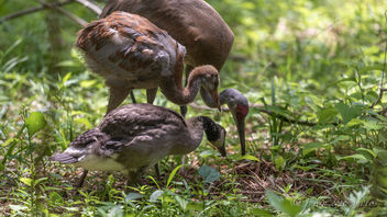 Adopted Canada Gosling, Mom Sandhill Crane, and Brother Sandhill Crane Colt ~ Branta canadensis and Antigone canadensis ~ Kensington Metropark, Michigan - Kostenloses image #462979
